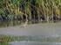 Common Snipe