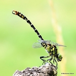 Green-eyed Hooktail (Onychogomphus forcipatus) M