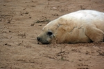 Atlantic Grey Seal
