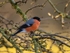 Bullfinch