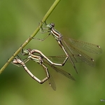 Southern Emerald Damselfly (Lestes barbarus)