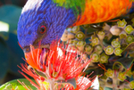Lorikeet Tongue 4