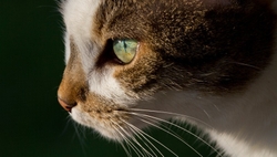 AnimalsCreatures _0082