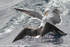 SBG006: Gulls fighting