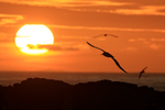 Flying Black-browed Albatrosses silhouetted and setting sun