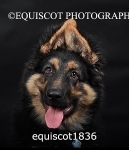 equiscot1836
