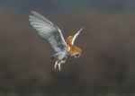 Barn Owl
