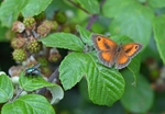 Gatekeeper