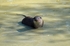 Otter