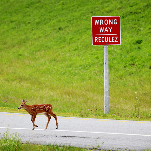 A white-tailed fawn seemingly heeds / reads a sign warning traffic not to enter up the off-ramp to the busy highway.…
