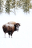 American Bison looks back, Yellowstone National Park