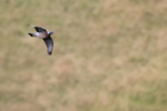 Woodpigeon portfolio