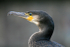 Double-crested Cormorant _AGT017