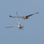 BBW-13-Gull chases Buzzard #1