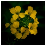 Flowers - Studio Series-3