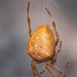 the four-spot orb-weaver, (Araneus quadratus,