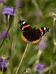 Red Admiral (01)