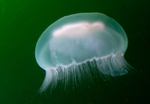 Aurelia aurita