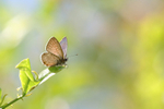 Long Tailed Blue Underside