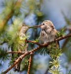 Anna's feeding fledgling