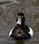 Tufted Duck