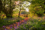 z1980 Colours of Spring, America Wood