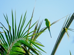 Green Parakeet