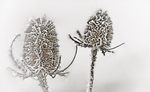 Frosty Teasels