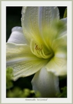 Hemerocallis 'Ice Carnival'
