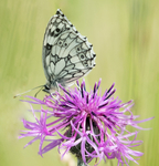 Marbled White on Knapweed