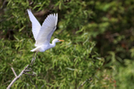 Cattle Egret lifts off, Blue Cypress Lake, Florida