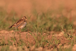 Calandra Lark portfolio