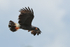 Snail Kite (male) flying, Panama