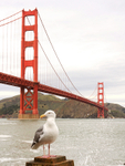 Western Gull portfolio