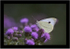 Cabbage White
