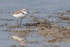 Kentish Plover