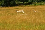 Fallow Deer hind & fawn - Bradgate Park