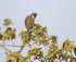 Green Ververt Monkey.