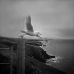 The Gull