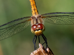 Ruddy Darter