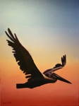 Pelican Paradise