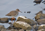 Redshank