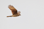 Chimango Caracara flying wings up, Chile