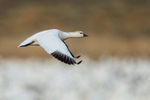 Juvenile Snow Goose flying, wings down, Bosque del Apache, New Mexico