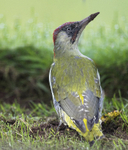 Green Woodpecker