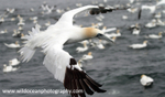 SBG049: Gannet in flight