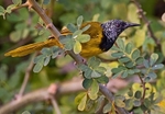 Oriole Warbler