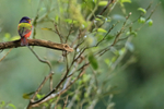 Painted Bunting portfolio