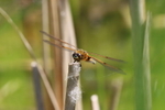 Portrait of a Four Spotted Skimmer