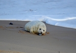 Atlantic Grey Seal